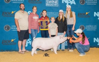4th Overall Landrace Barrow – 2024 The Exposition