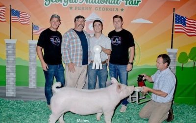 3rd Overall Yorkshire Gilt – 2024 Georgia National Fair