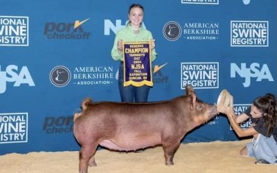 Reserve Champion Tamworth Gilt – 2024 NJSA Fall Exposition