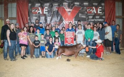 Reserve Champion Hereford Gilt – 2024 Arkansas Youth Expo
