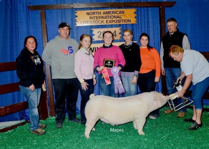 Reserve Champion Landrace Market Hog – 2024 NAILE