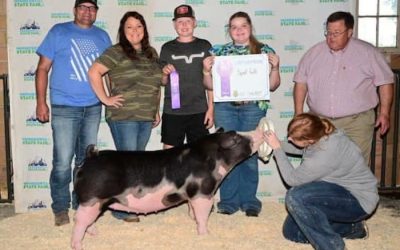 10th Overall Gilt, 5th Overall Purebred  – 2024 Minnesota State Fair