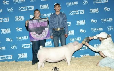 Reserve Champion Landrace Gilt – 2024 TP Music City Drive