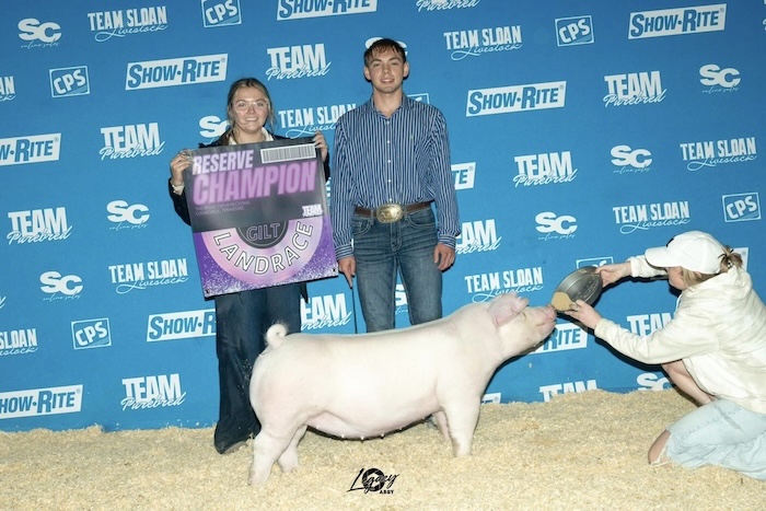 Reserve Champion Landrace Gilt – 2024 TP Music City Drive