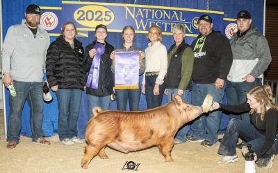 Champion AOB Market Hog – 2025 National Western Stock Show