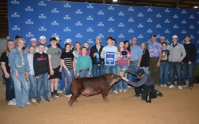 Reserve Champion Duroc Barrow – 2025 Rodeo Austin