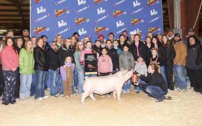 Reserve Champion Landrace Barrow – 2025 San Antonio Stock Show