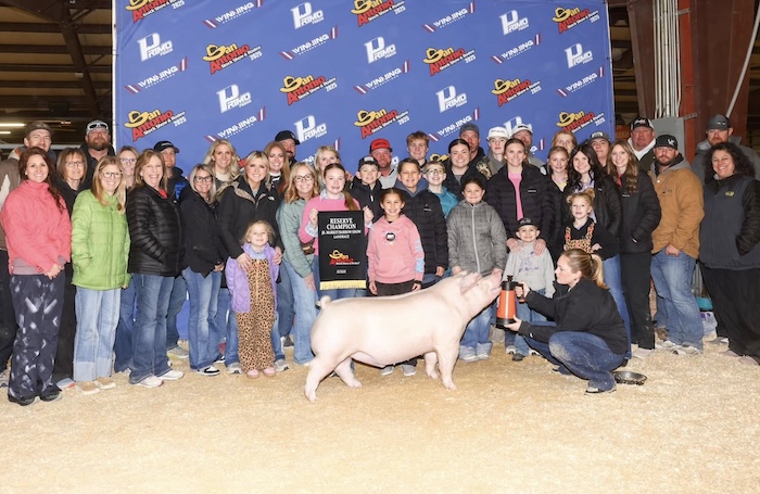 Reserve Champion Landrace Barrow – 2025 San Antonio Stock Show