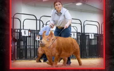 Reserve Champion Tamworth Barrow – 2025 TP Southwest Showdown Regional