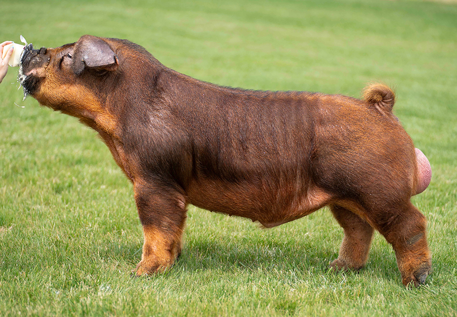 Double Shot Double Shot