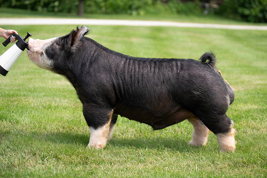 Early Bird Early Bird