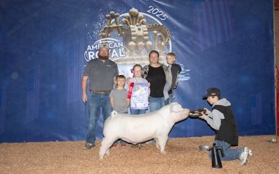 Reserve Champion AOB Barrow – 2025 American Royal Spring Show