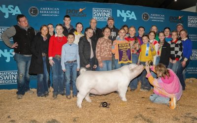 Reserve Champion Landrace Gilt – 2025 NJSA Winter National