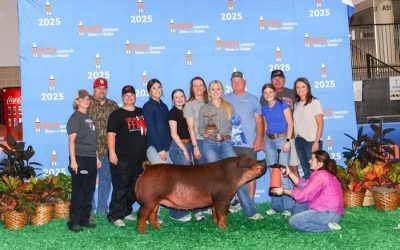 1st Place Duroc Gilt – 2025 Houston Livestock Show & Rodeo