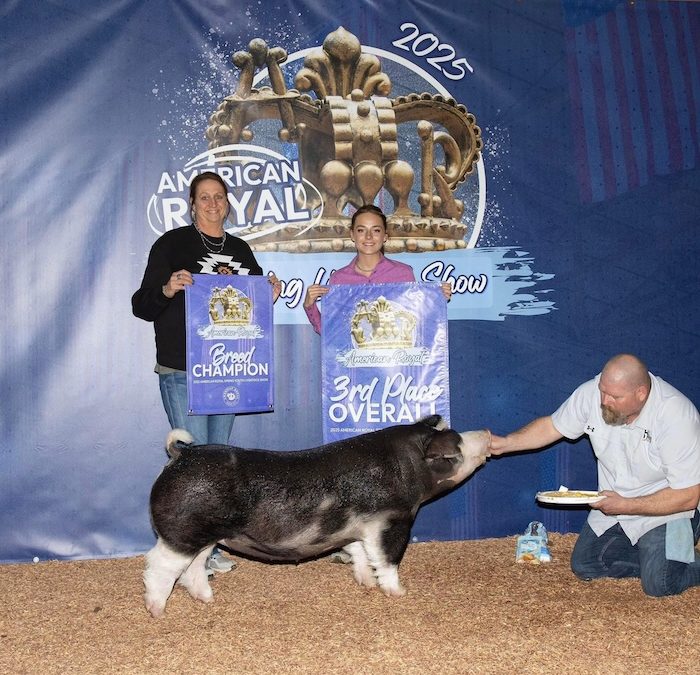 3rd Overall Gilt & Champion Spot – 2025 American Royal Spring Show