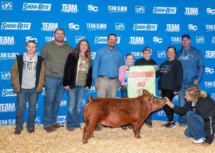 Champion Tamworth Gilt – 2025 TP Sweet Peach Regional