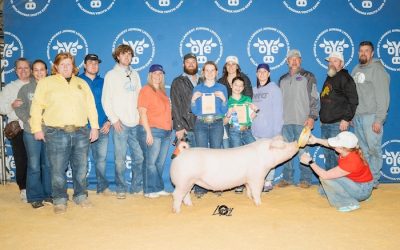 3rd Overall Landrace Gilt – 2025 OYE