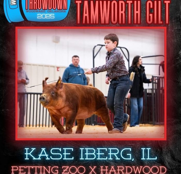 Reserve Champion Tamworth Gilt – 2025 TP Southwest Showdown Regional