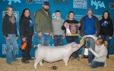 4th Overall Landrace Barrow – 2025 NJSA Winter National
