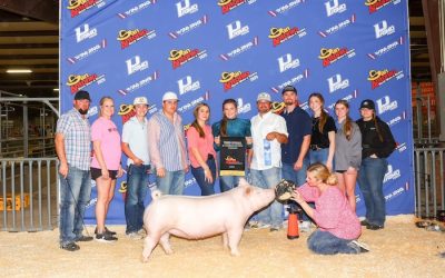 3rd Overall Yorkshire Gilt – 2025 San Antonio Stock Show