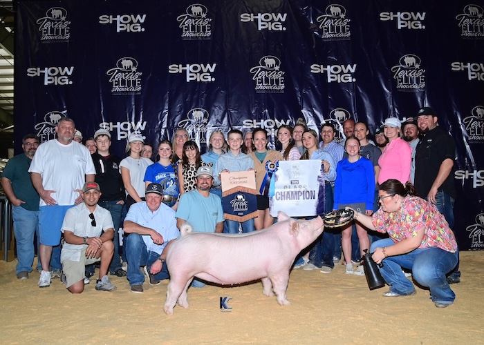Champion Yorkshire Gilt – 2025 Texas Elite Showcase