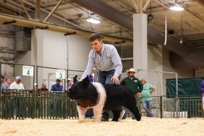 Reserve Overall Gilt & Reserve Commercial – 2025 LSU State Livestock Show