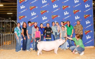 3rd Overall Chester Gilt – 2025 San Antonio Stock Show