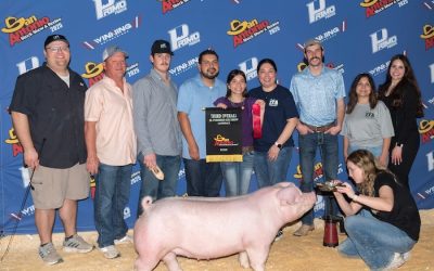 3rd Overall Landrace Gilt – 2025 San Antonio Stock Show