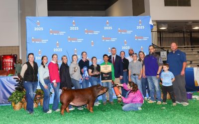 Champion Duroc Gilt – 2025 Houston Livestock Show & Rodeo