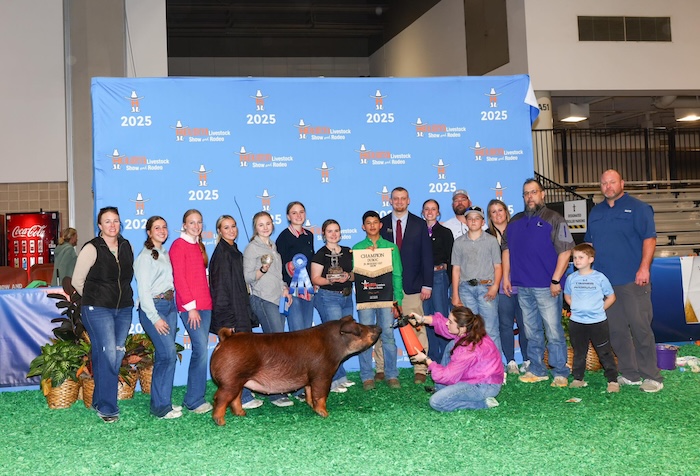 Champion Duroc Gilt – 2025 Houston Livestock Show & Rodeo