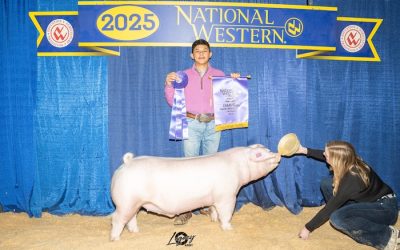 Champion Landrace Market Hog – 2025 National Western Stock Show