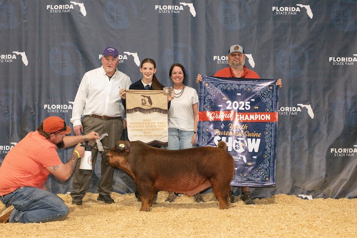 Grand Champion Purebred Barrow – 2025 Florida State Fair