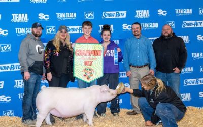 Champion Landrace Gilt – 2025 TP Sweet Peach Regional