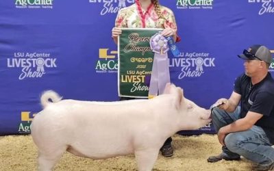 Reserve Champion Yorkshire Gilt – 2025 LSU State Livestock Show
