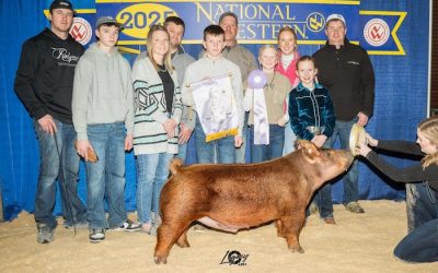 Reserve Champion AOB Market Hog – 2025 National Western Stock Show