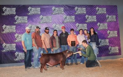 Champion Duroc Barrow – 2025 Dixie National