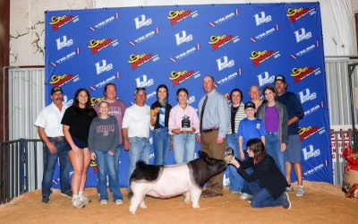 Champion Middleweight Crossbred Gilt – 2025 San Antonio Stock Show