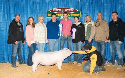 Champion AOB Gilt – 2025 Georgia National Fair