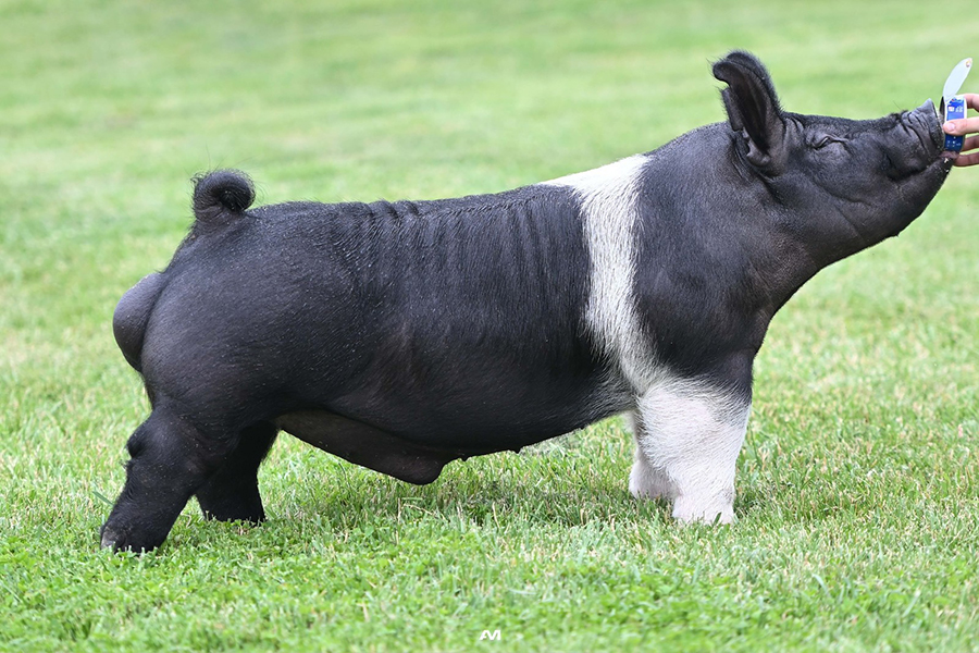 Quiet Riot Quiet Riot