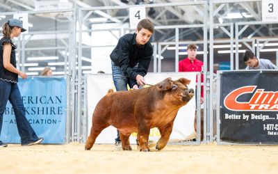 1st Place Class 3 Duroc Barrow – 2025 The Exposition