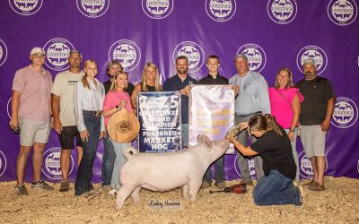 7th Overall Market Hog & Champion Yorkshire – 2025 Michigan Livestock Expo