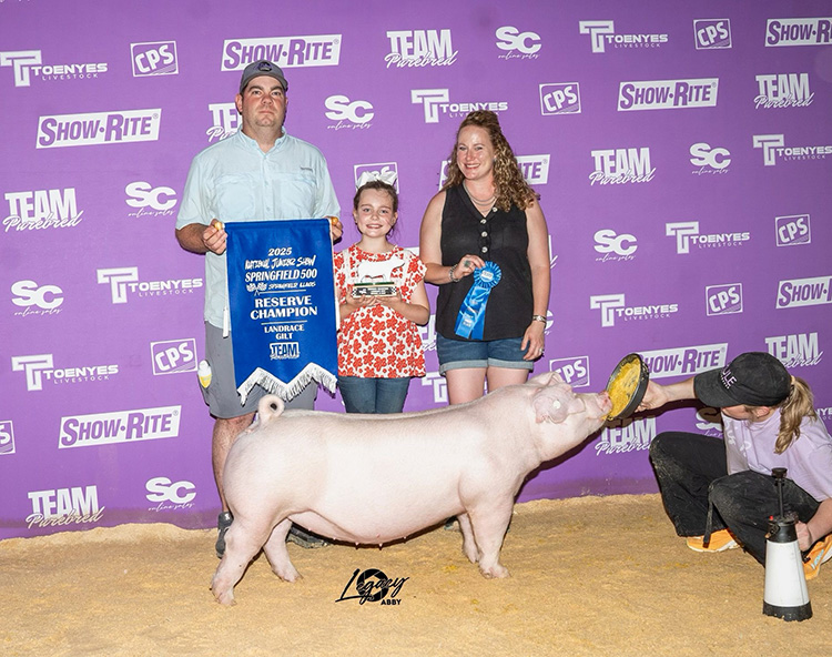 Reserve Champion Landrace Gilt – 2025 Team Purebred Jr National