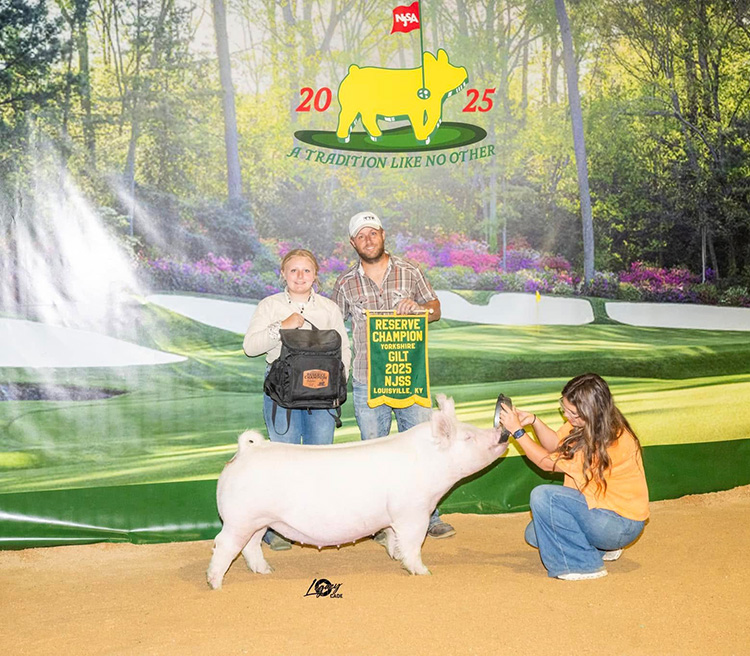 Reserve Champion Yorkshire Gilt – 2025 NJSS