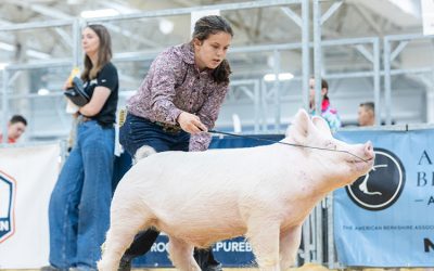 3rd Overall Yorkshire Market Hog – 2025 Michigan Livestock Expo