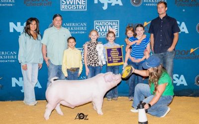 3rd Overall Landrace Barrow – 2025 The Exposition