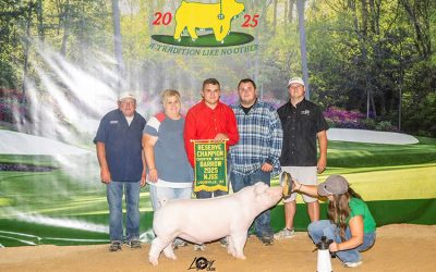 Reserve Champion Chester Barrow – 2025 NJSS