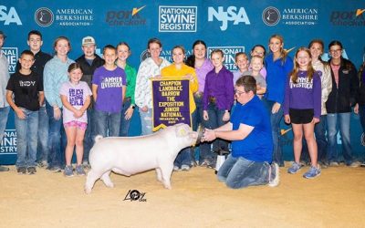 Champion Landrace Barrow – 2025 The Exposition