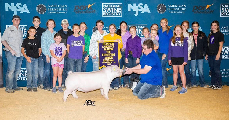 Champion Landrace Barrow – 2025 The Exposition