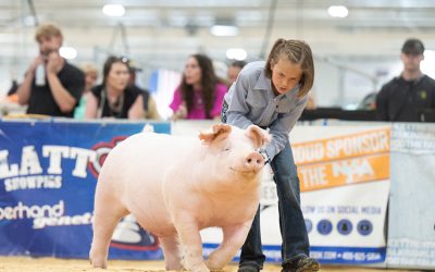 5th Overall Landrace Gilt – 2025 The Exposition