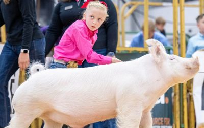 1st Place Class 1 Yorkshire Barrow – 2025 The Exposition